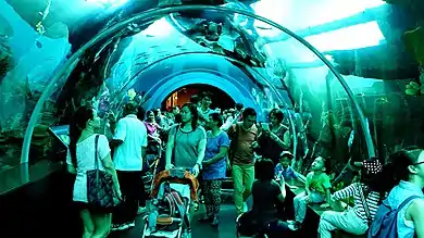 Walking in an acrylic tunnel in the SEA Aquarium