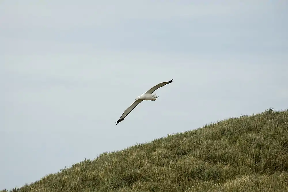 SGI-2016-South Georgia (Prion Island)–Wandering albatross (Diomedea exulans) 03.jpg