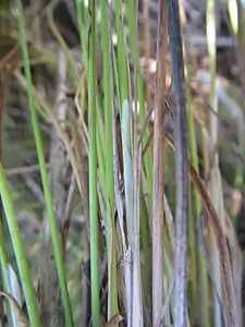 Bases of flowering stems