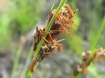 Flowering head showing stigmas and stamens