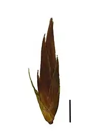 Spikelet (the black scale bar represents 1 mm)