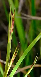 Flowering heads