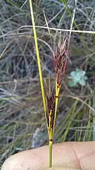 Flowering head