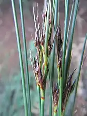 Flowering heads (inflorescences)