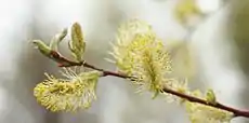 Male flowers