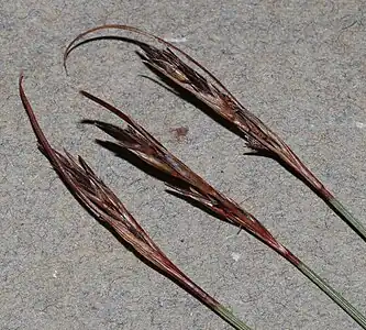 Flowering heads