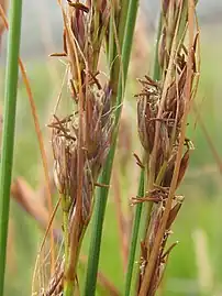 Flowering heads