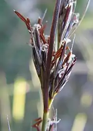 Inflorescence