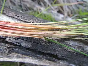 Bases of flowering stems (culms)