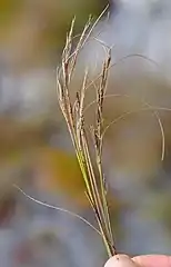 Flowering heads (inflorescences)