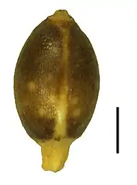 Nutlet (the black scale bar represents 1 mm)