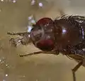 Close-up of fruit fly proboscis