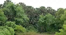 Old growth sabal palm grove, Sabal Palm Sanctuary, Cameron County, Texas, USA (11 April 2016).