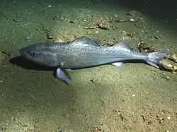 fish laying on bottom