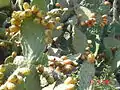 Many Sabra Cactus plants are now grown currently in this location