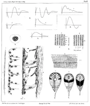 Carl Sachs's illustration of his discovery of Sachs's organ (shown in black at 6) in the electric eel, with electric discharge patterns (4, 5, 8), 1877
