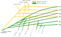 A schematic of the sacral plexus with the origin of the tibial nerve shown (labeled at the bottom left)