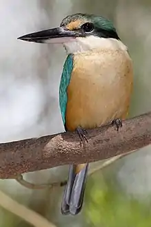 orangish kingfisher with blue head and wings and black beak