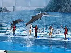 Dolphin show at Safari World