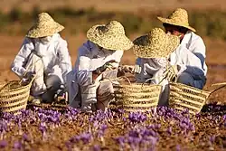 Saffron harvesting, Torbat-e Heydarieh, Iran