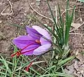 Flower's profile, Serra de Casteltallat, Catalonia, Spain