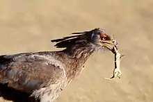 brownish bird with small dead lizard in its mouth