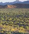 Saguaro and Palo Verde forest, Ironwood Forest National Monument
