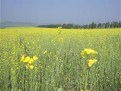 Saihanba National Park within the county