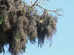 Nests