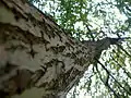 Salix chrysocoma