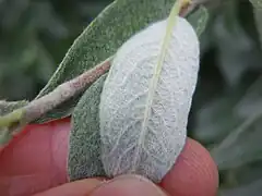 Lower surface of leaf