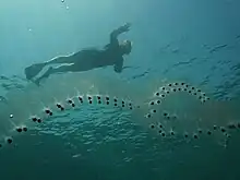 Salps arranged in chains form huge swarms.