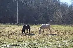 Horses in a pasture east of Caldwell