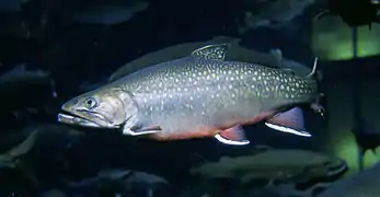 The Brook trout