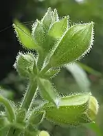 The glandular hairs of Salvia glutinosa