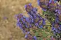 Salvia dorii var. pilosa in Antelope Valley, about 2,945 feet (900 m)