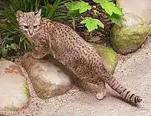 Spotted Geoffroy's cat by some rocks