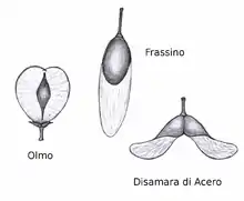 Image 43Wind dispersed seed of elm (Ulmus), ash (Fraxinus) and maple (Acer) (from Tree)