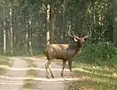 Sambar male with longer horn