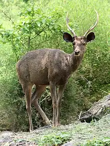 Sambar deer of unicolor