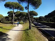 A bicycle track goes parallel to a narrow road in a pine forest.