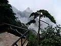 Pine tree on a mountain top