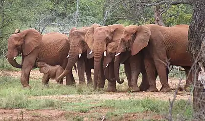 A herd of African bush elephants