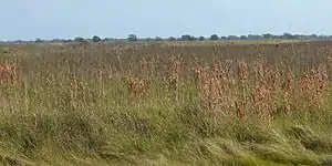 San Bernard National Wildlife Refuge, Brazoria County, Texas, USA (12 December 2016).