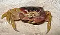 Sand Crab carrying eggs in Cancun Mexico (Ocypodidae)