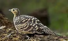 Chestnut-bellied sandgrouse