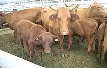 Santa Gertudis cattle with electronic and non-electronic ear tags