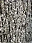 Bark of 30-year-old tree