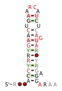 A consensus secondary structure and primary sequence for the 3` Sarcin-Ricin (or bulged-G) RNA motif.