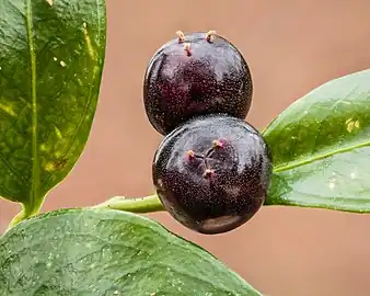 Berries